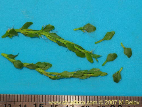 Image of Unidentified Plant sp. #1100 (). Click to enlarge parts of image.