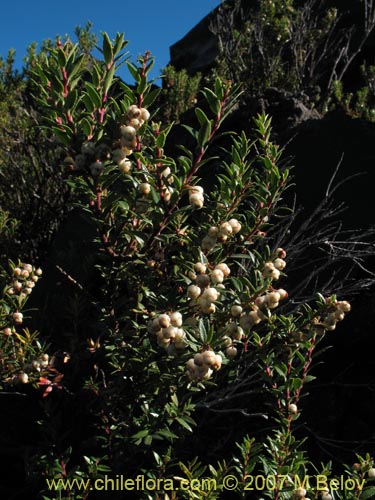 Bild von Gaultheria phillyreifolia var. alba (). Klicken Sie, um den Ausschnitt zu vergrössern.