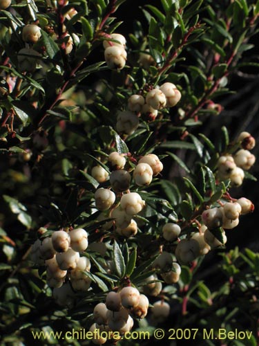 Bild von Gaultheria phillyreifolia var. alba (). Klicken Sie, um den Ausschnitt zu vergrössern.