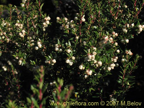 Imágen de Gaultheria phillyreifolia var. alba (). Haga un clic para aumentar parte de imágen.