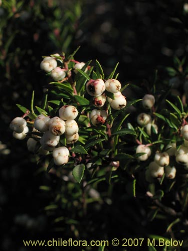 Image of Gaultheria phillyreifolia var. alba (). Click to enlarge parts of image.