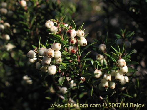 Bild von Gaultheria phillyreifolia var. alba (). Klicken Sie, um den Ausschnitt zu vergrössern.