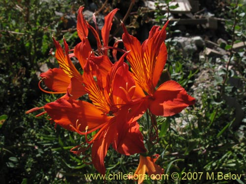 Image of Alstroemeria aurea (). Click to enlarge parts of image.