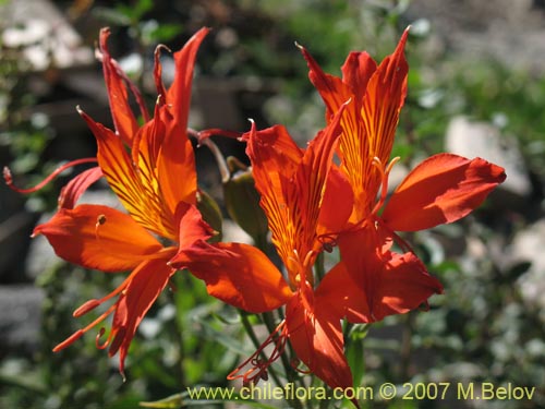 Imágen de Alstroemeria aurea (). Haga un clic para aumentar parte de imágen.