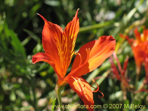 Bild von Alstroemeria aurea (). Klicken Sie, um den Ausschnitt zu vergrössern.