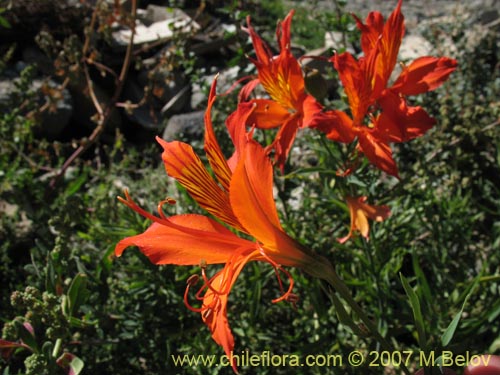 Bild von Alstroemeria aurea (). Klicken Sie, um den Ausschnitt zu vergrössern.