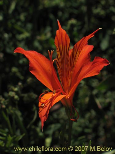 Bild von Alstroemeria aurea (). Klicken Sie, um den Ausschnitt zu vergrössern.