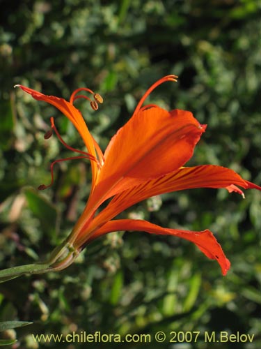 Alstroemeria aureaの写真