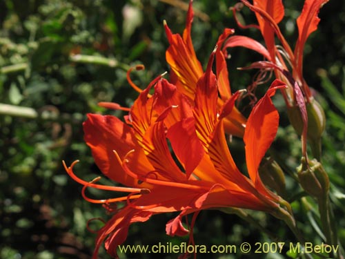 Bild von Alstroemeria aurea (). Klicken Sie, um den Ausschnitt zu vergrössern.