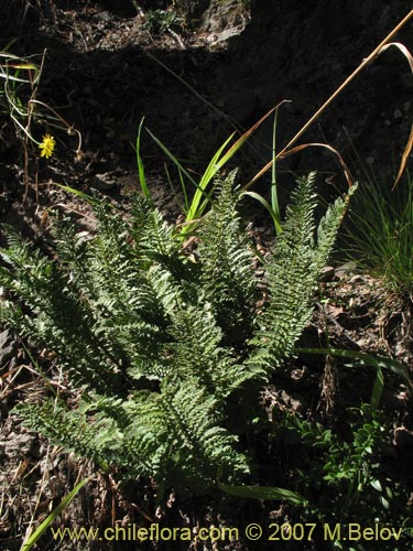 Imágen de Planta no identificada (Fern) sp. #3193 (). Haga un clic para aumentar parte de imágen.