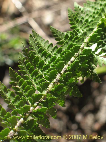 Bild von nicht bestimmte Pflanze (Fern) sp. #3193 (). Klicken Sie, um den Ausschnitt zu vergrössern.