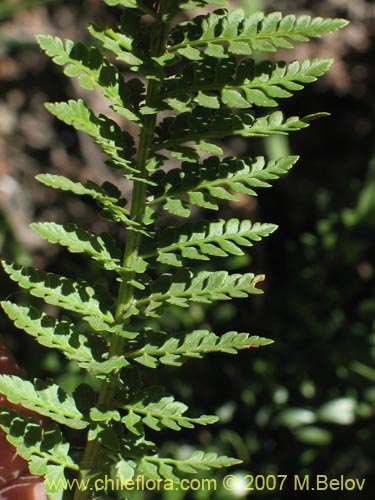 Bild von nicht bestimmte Pflanze (Fern) sp. #3193 (). Klicken Sie, um den Ausschnitt zu vergrössern.