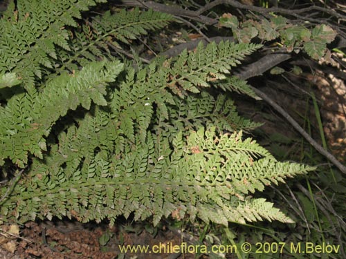 Bild von nicht bestimmte Pflanze (Fern) sp. #3193 (). Klicken Sie, um den Ausschnitt zu vergrössern.