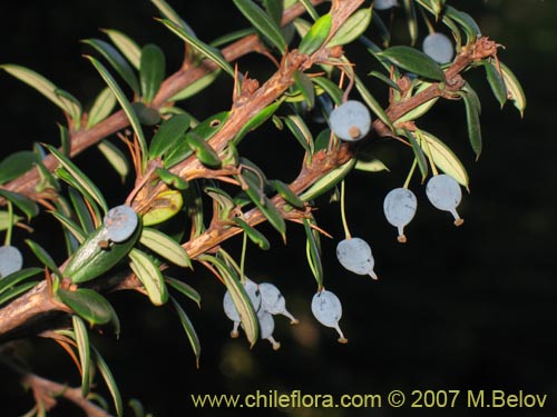 Bild von Berberis trigona (Calafate / Michay). Klicken Sie, um den Ausschnitt zu vergrössern.