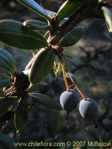 Bild von Berberis trigona (Calafate / Michay). Klicken Sie, um den Ausschnitt zu vergrössern.