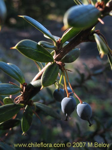 Фотография Berberis trigona (Calafate / Michay). Щелкните, чтобы увеличить вырез.