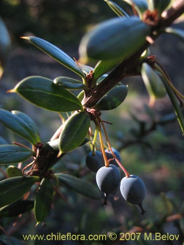 Фотография Berberis trigona (Calafate / Michay). Щелкните, чтобы увеличить вырез.