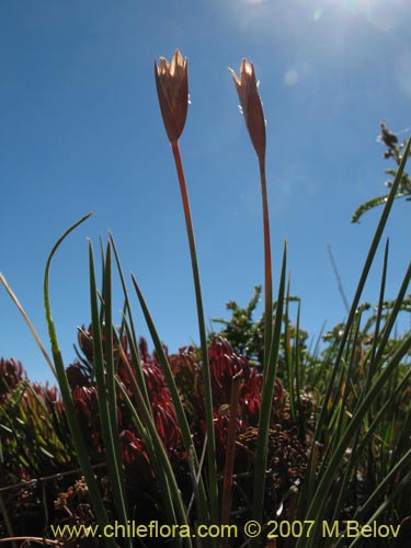 Iridaceae sp. #1048の写真