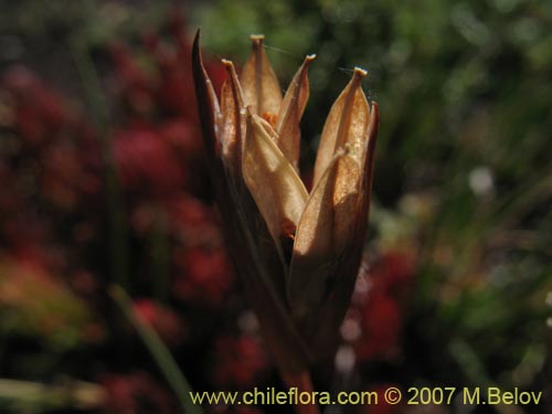 Image of Iridaceae sp. #1048 (). Click to enlarge parts of image.