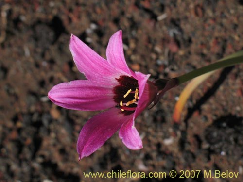 Image of Rhodophiala andicola (Añañuca de los volcanes). Click to enlarge parts of image.