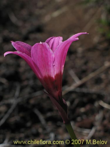 Bild von Rhodophiala andicola (Añañuca de los volcanes). Klicken Sie, um den Ausschnitt zu vergrössern.