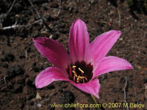 Bild von Rhodophiala andicola (Añañuca de los volcanes). Klicken Sie, um den Ausschnitt zu vergrössern.