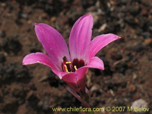 Bild von Rhodophiala andicola (Añañuca de los volcanes). Klicken Sie, um den Ausschnitt zu vergrössern.