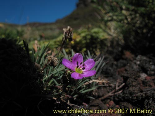 Portulacaceae sp. #1760的照片