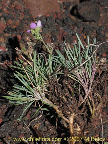 Imágen de Portulacaceae sp. #1760 (). Haga un clic para aumentar parte de imágen.