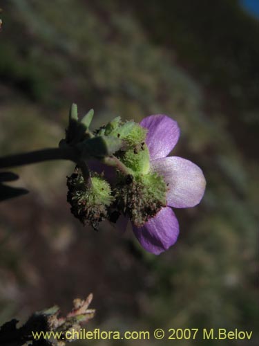 Portulacaceae sp. #1760の写真