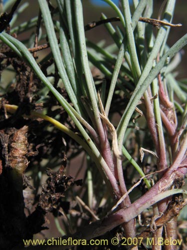 Imágen de Portulacaceae sp. #1760 (). Haga un clic para aumentar parte de imágen.