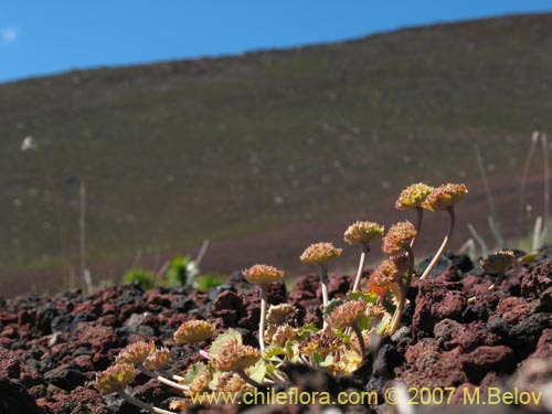 Фотография Pozoa volcanica (Anislao volcanica). Щелкните, чтобы увеличить вырез.