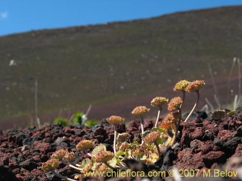 Pozoa volcanica的照片