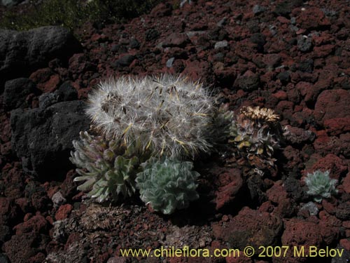 Bild von Chaetanthera villosa (Chinita)