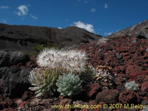Bild von Chaetanthera villosa (Chinita)