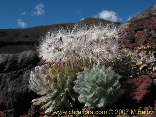 Image of Chaetanthera villosa (Chinita). Click to enlarge parts of image.