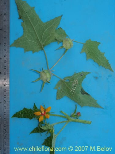 Фотография Loasa acerifolia (). Щелкните, чтобы увеличить вырез.