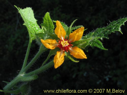 Bild von Loasa acerifolia (). Klicken Sie, um den Ausschnitt zu vergrössern.