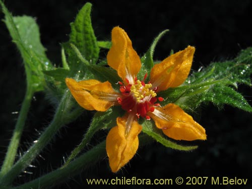 Imágen de Loasa acerifolia (). Haga un clic para aumentar parte de imágen.