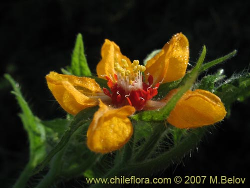 Bild von Loasa acerifolia (). Klicken Sie, um den Ausschnitt zu vergrössern.