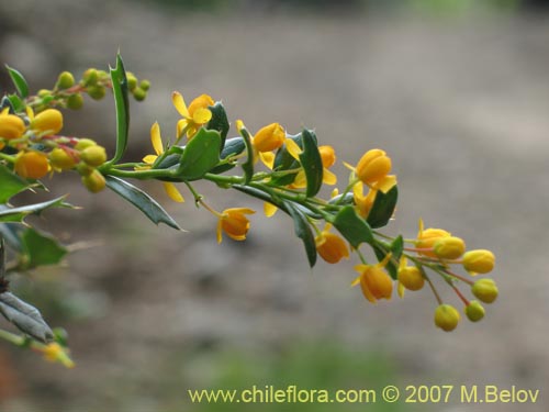 Image of Berberis darwinii (Michay / Calafate). Click to enlarge parts of image.