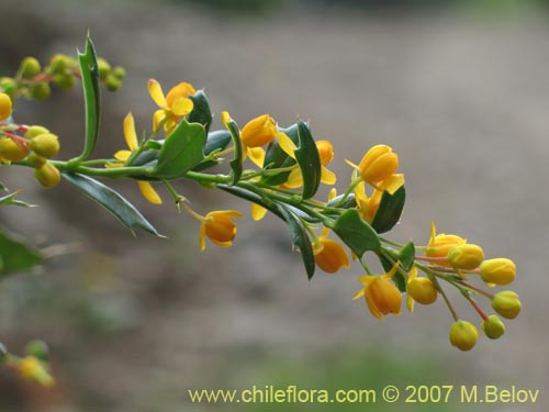 Image of Berberis darwinii (Michay / Calafate). Click to enlarge parts of image.