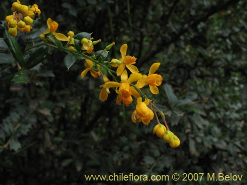 Image of Berberis darwinii (Michay / Calafate). Click to enlarge parts of image.