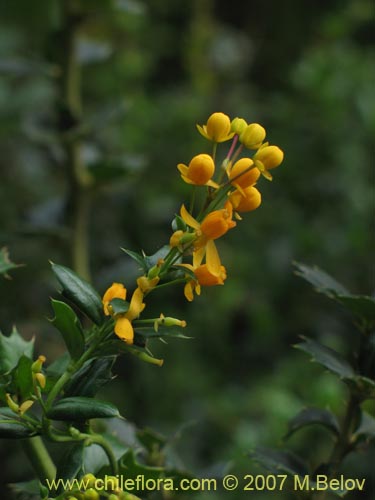 Imágen de Berberis darwinii (Michay / Calafate). Haga un clic para aumentar parte de imágen.