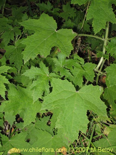 Loasa acerifoliaの写真