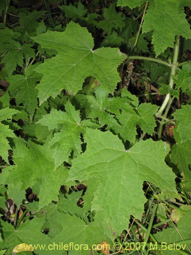 Imágen de Loasa acerifolia (). Haga un clic para aumentar parte de imágen.