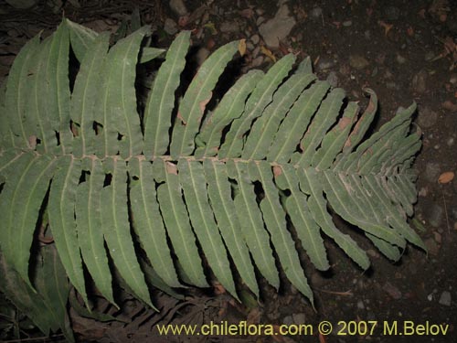 Image of Blechnum chilense (Costilla de vaca / Quilquil / Palmilla). Click to enlarge parts of image.