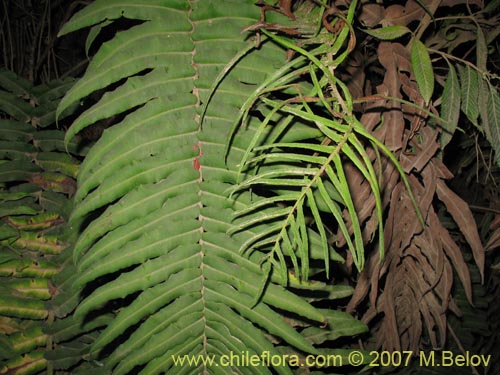 Image of Blechnum chilense (Costilla de vaca / Quilquil / Palmilla). Click to enlarge parts of image.