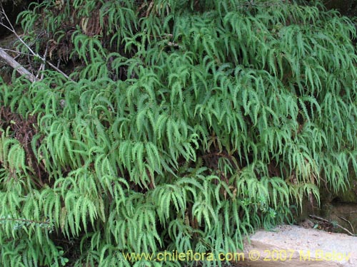 Фотография Gleichenia squamulosa (Hierb a loza / Palmita). Щелкните, чтобы увеличить вырез.