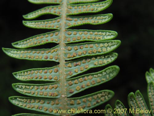 Imágen de Gleichenia squamulosa (Hierb a loza / Palmita). Haga un clic para aumentar parte de imágen.